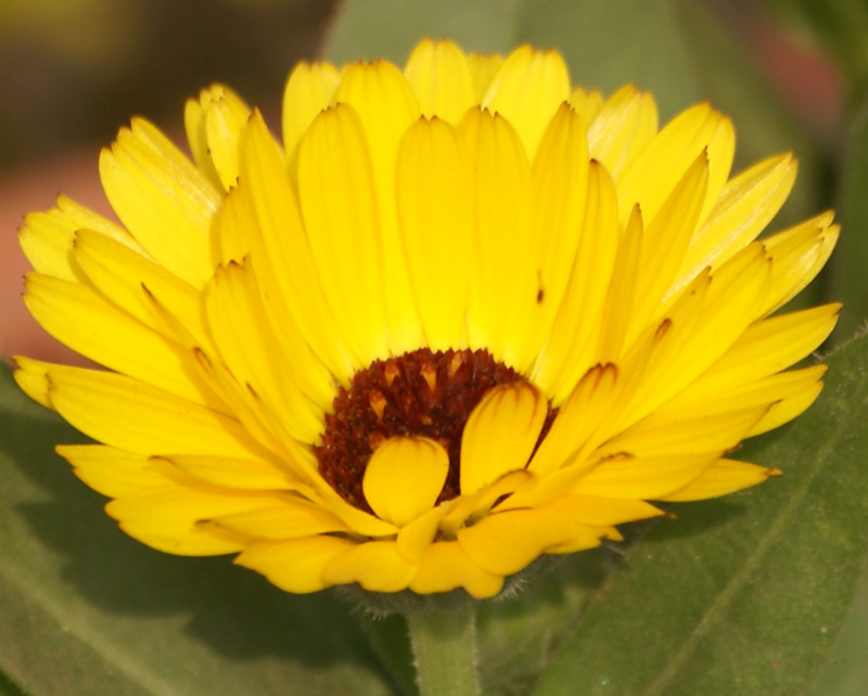 /wp-content/uploads/2020/10/Calendula-officinalis-flower-Delhi-2.jpg
