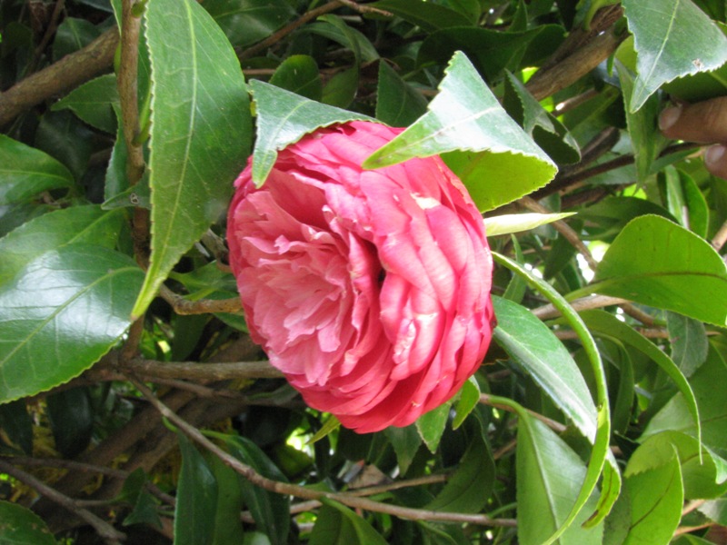 /wp-content/uploads/2020/10/Camellia%20Japonica%20-%20Theaceae.jpg