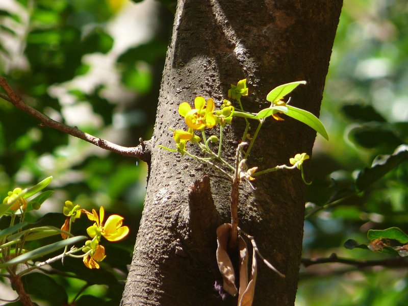 /wp-content/uploads/2020/10/Cassia%20Tree-Lalbagh-P1160079-2.JPG