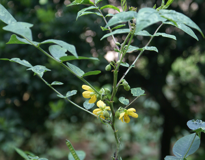 /wp-content/uploads/2020/10/Cassia-occidentalis-Khalsa-Delhi-2.jpg