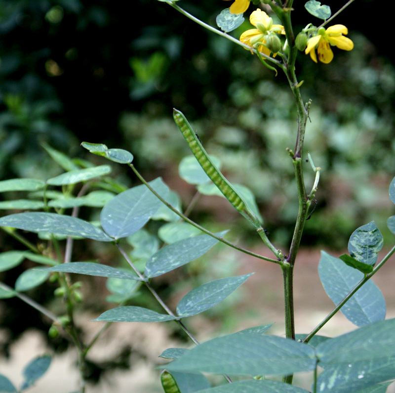 /wp-content/uploads/2020/10/Cassia-occidentalis-Khalsa-Delhi-3.jpg