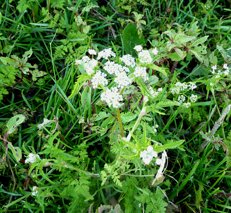 /wp-content/uploads/2020/10/Chaerophyllum-villosum-Kashmir-a.jpg