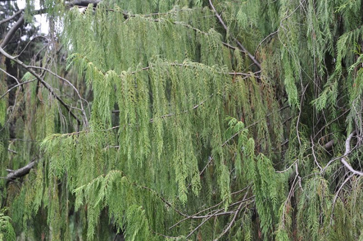 /wp-content/uploads/2020/10/Chinese%20Weeping%20Cypress-Cupressus%20funebris-Lalbagh-Bangalore-DSC_0505.JPG