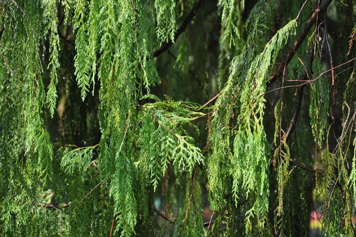/wp-content/uploads/2020/10/Chinese%20Weeping%20Cypress-Cupressus%20funebris-Lalbagh-Bangalore-DSC_0791.JPG