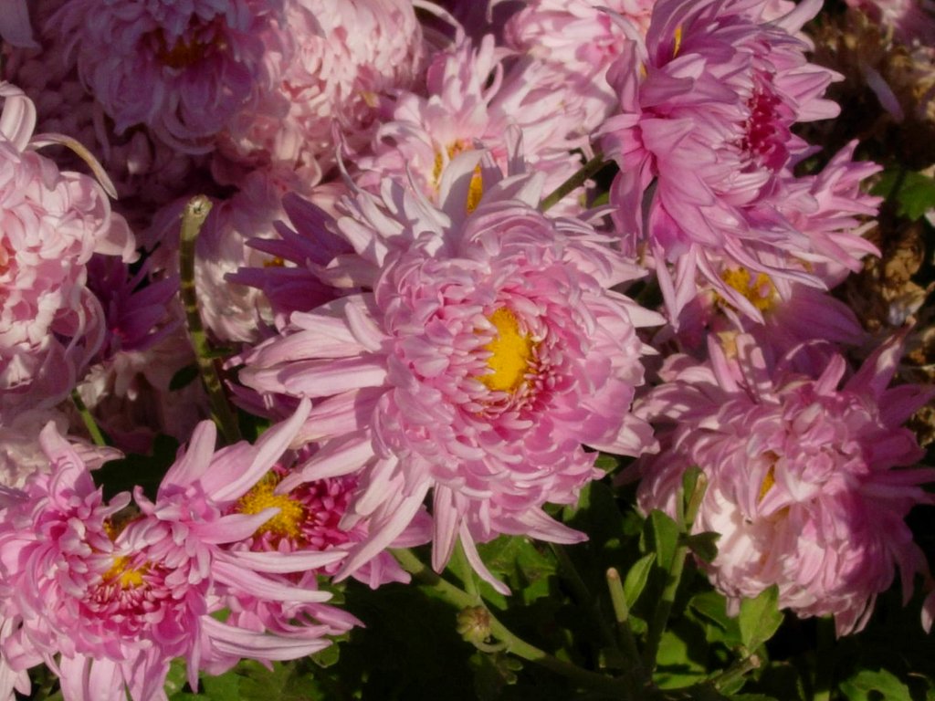 /wp-content/uploads/2020/10/Chrysanthemum%20morifolium-Muscat-DSCN0975.JPG