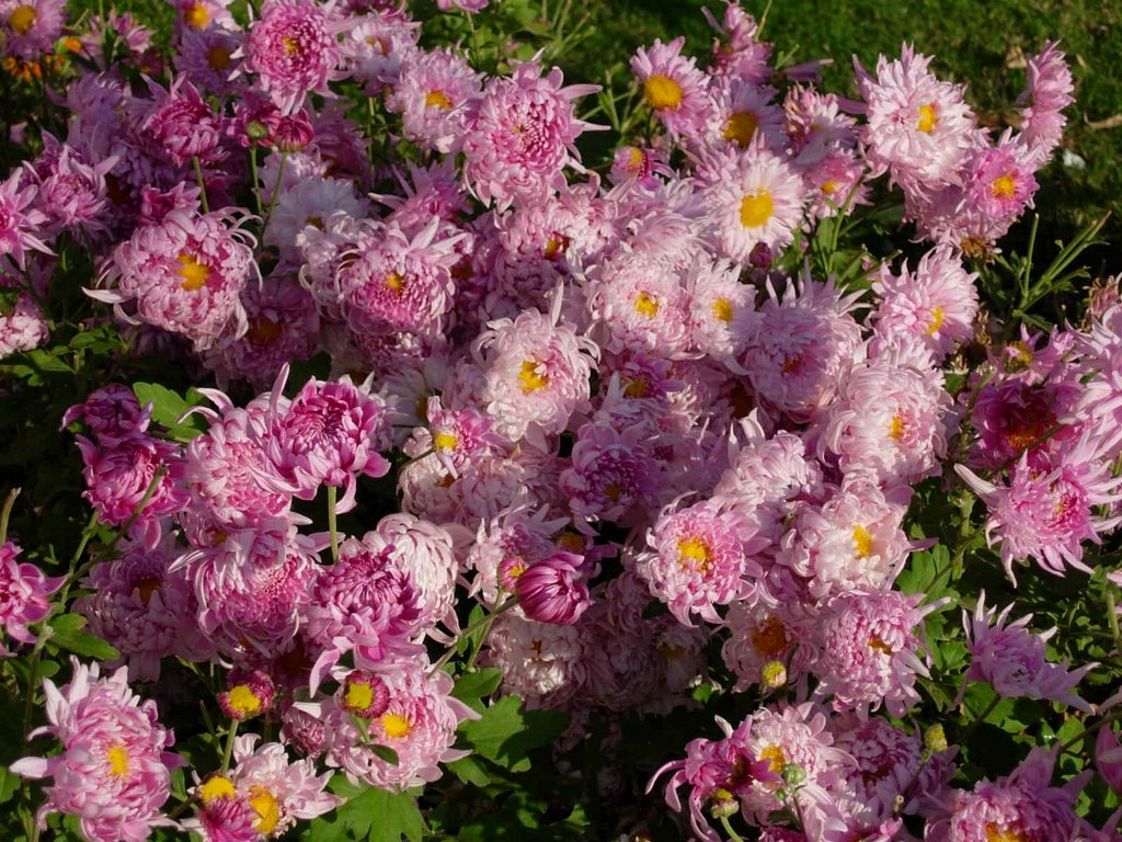 /wp-content/uploads/2020/10/Chrysanthemum%20morifolium-Muscat-Dscn0973.JPG