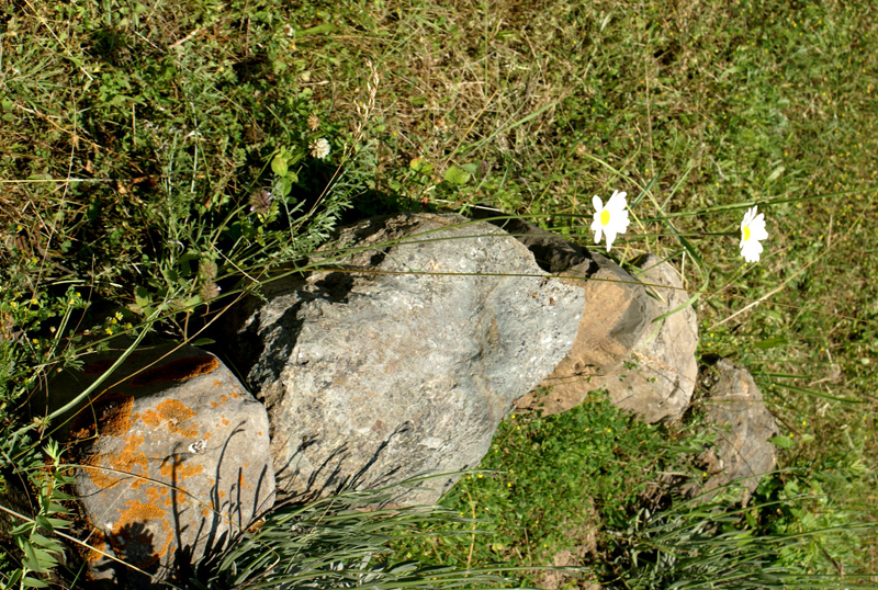 /wp-content/uploads/2020/10/Chrysanthemum-cinerariifolium-Herbal%20garden-DSC05250-Kashmir-4.jpg