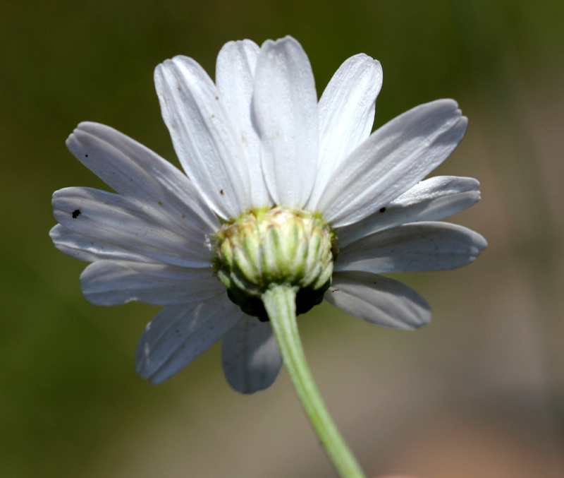 /wp-content/uploads/2020/10/Chrysanthemum-cinerariifolium-Herbal%20garden-IMG_8213-Kashmir-2.jpg