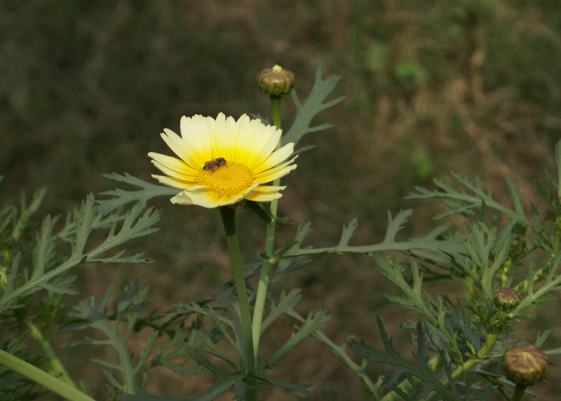 /wp-content/uploads/2020/10/Chrysanthemum-coronarium-Vikas-puri-22-2-DSC04130-Delhi-1-7.jpg