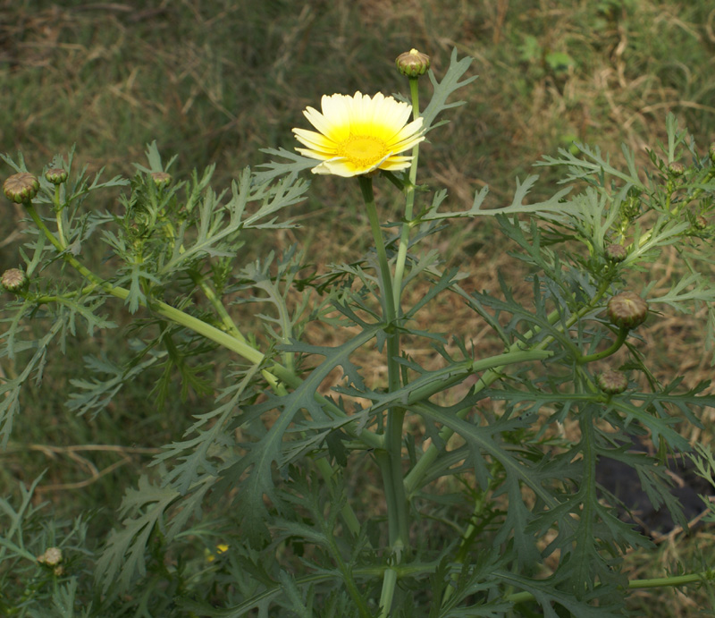 /wp-content/uploads/2020/10/Chrysanthemum-coronarium-Vikas-puri-22-2-DSC04131-Delhi-2.jpg