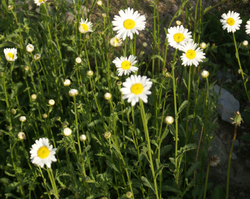 /wp-content/uploads/2020/10/Chrysanthemum-leucanthum-Gulmarg-DSC02370-Kashmir-1.jpg