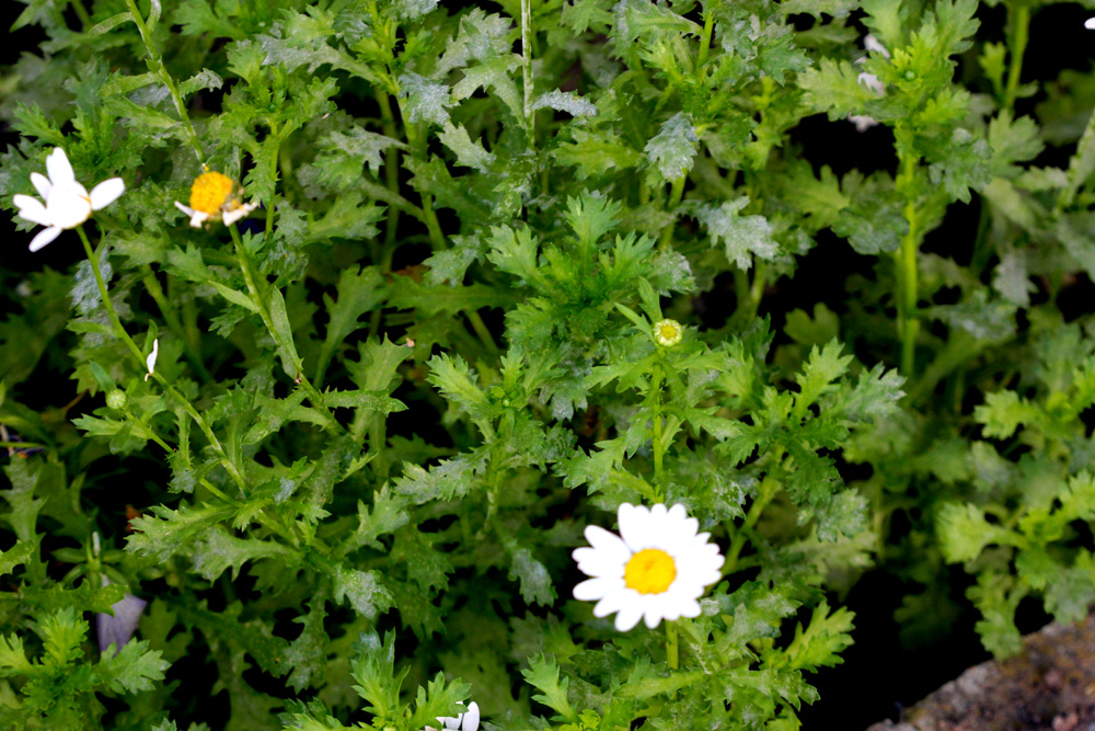 /wp-content/uploads/2020/10/Chrysanthemum-paludosum-Fremont-IMG_1934.jpg