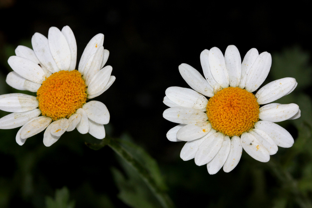 /wp-content/uploads/2020/10/Chrysanthemum-paludosum-Fremont-IMG_1943.jpg
