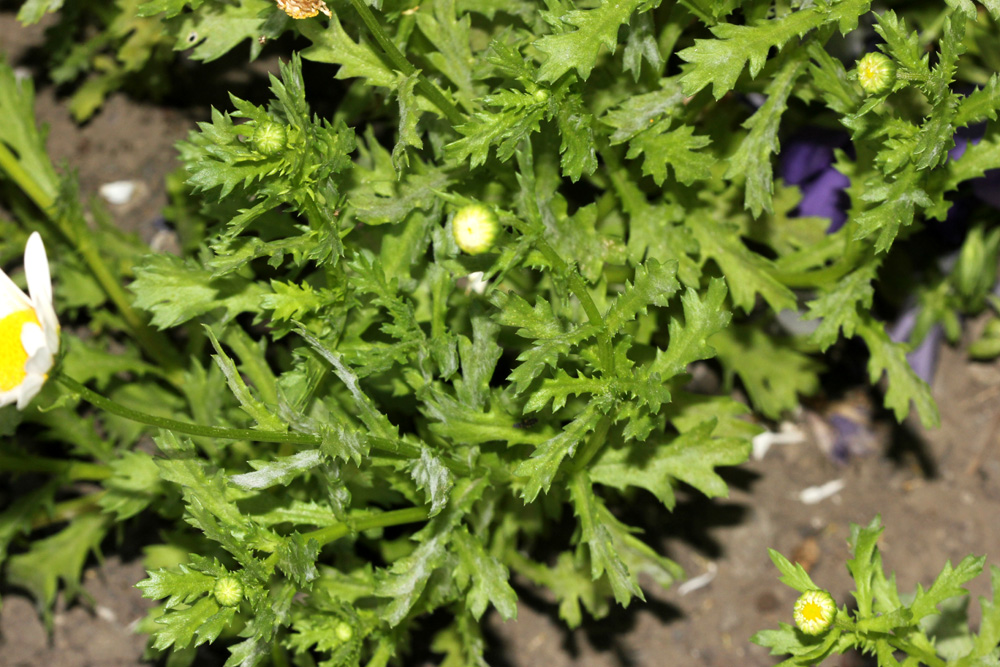 /wp-content/uploads/2020/10/Chrysanthemum-paludosum-Fremont-IMG_1948.jpg