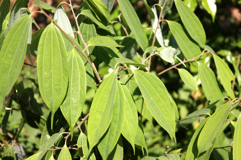 Cinnamomum tamala – eFlora of India