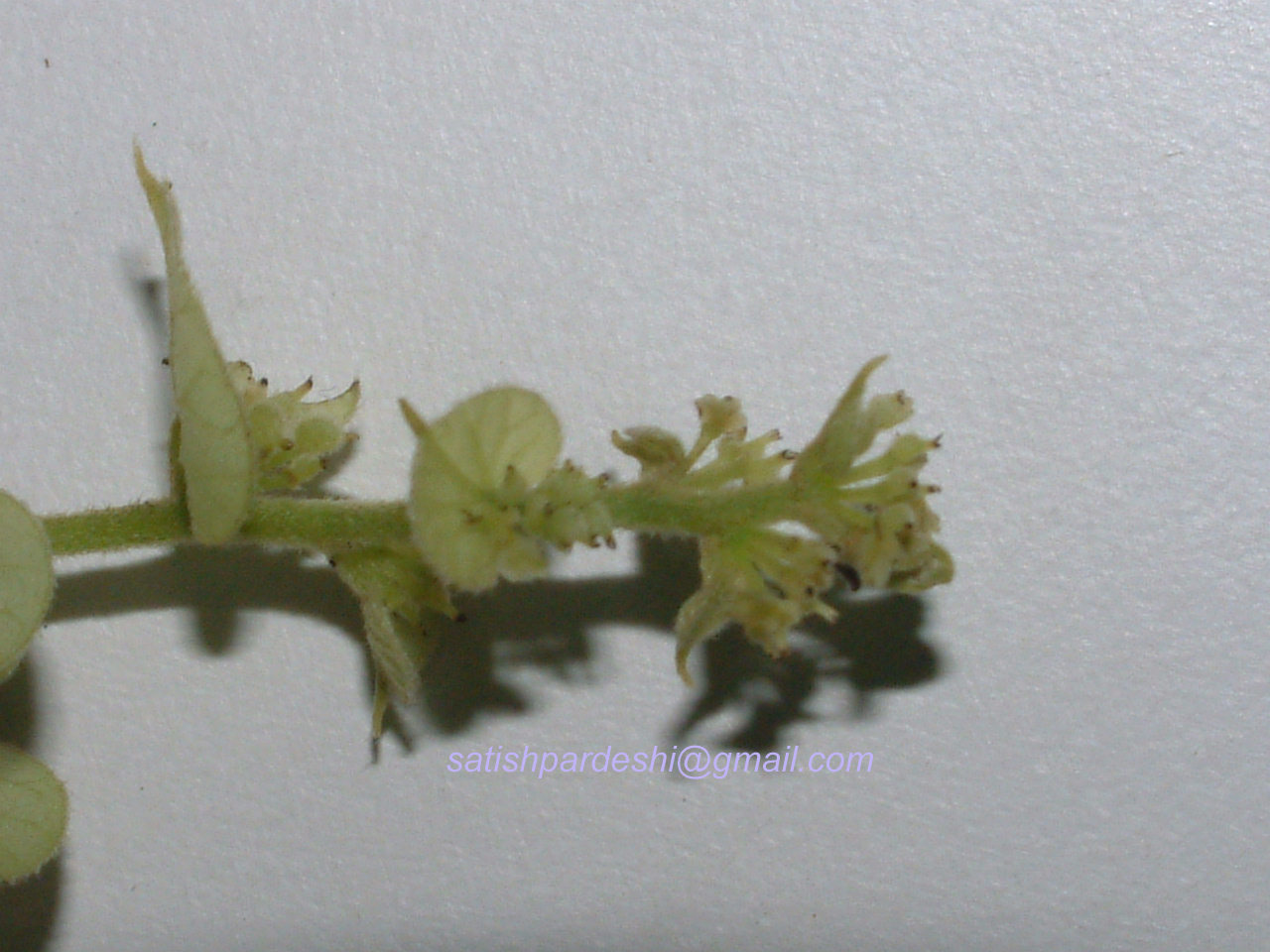 /wp-content/uploads/2020/10/Cissampelos_Female%20flowersa_Menispermaceae.jpg