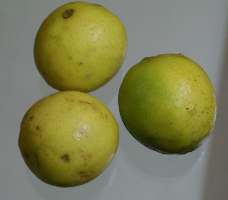 /wp-content/uploads/2020/10/Citrus-aurantifolia-Delhi-1.jpg