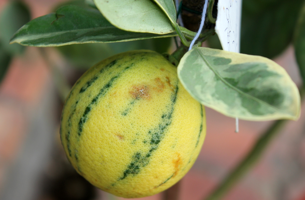 /wp-content/uploads/2020/10/Citrus-limon%20Variegata-Garden%20of%20Five%20Senses-Delhi-IMG_5486-b.jpg