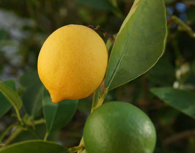 /wp-content/uploads/2020/10/Citrus-limon-lemon-California-2.jpg