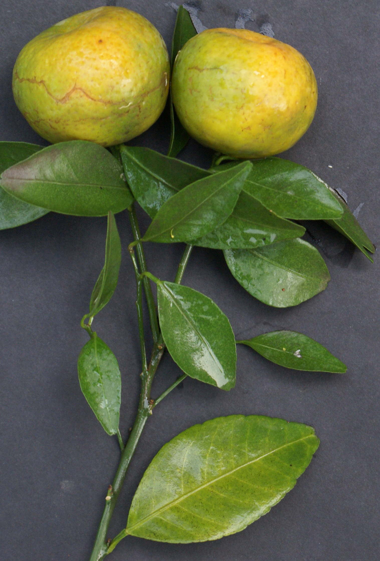 /wp-content/uploads/2020/10/Citrus-sinensis-narangi-fruit.jpg