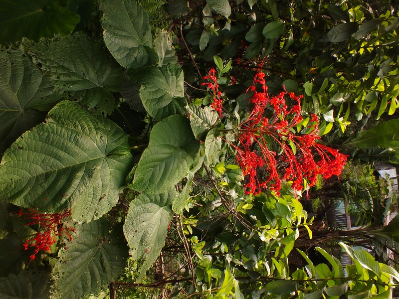 /wp-content/uploads/2020/10/Clerodendrum%20-2-.JPG