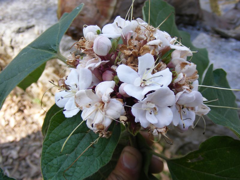 /wp-content/uploads/2020/10/Clerodendrum%20chinense%20-1--5.JPG