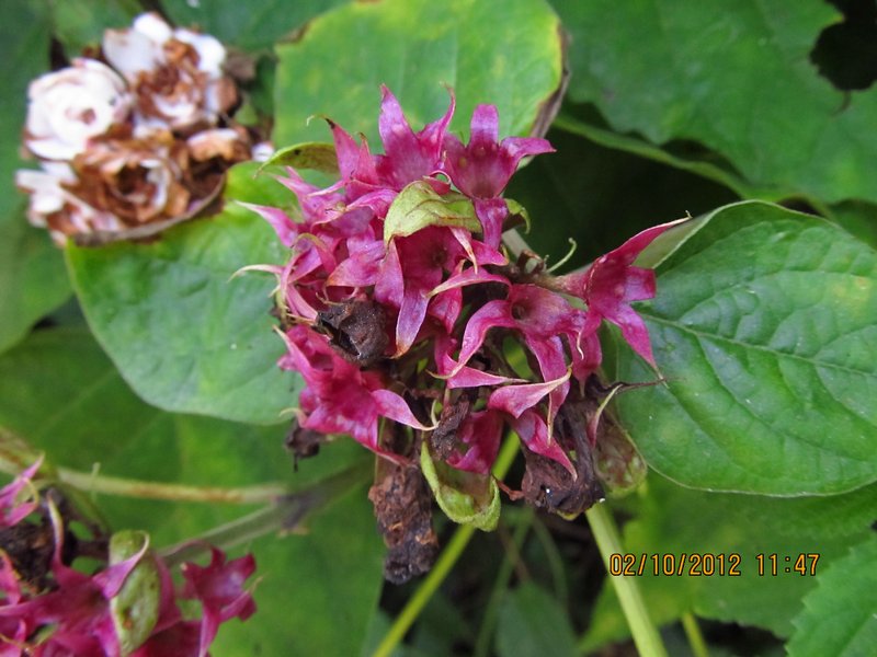 /wp-content/uploads/2020/10/Clerodendrum%20chinense%20-1-.JPG