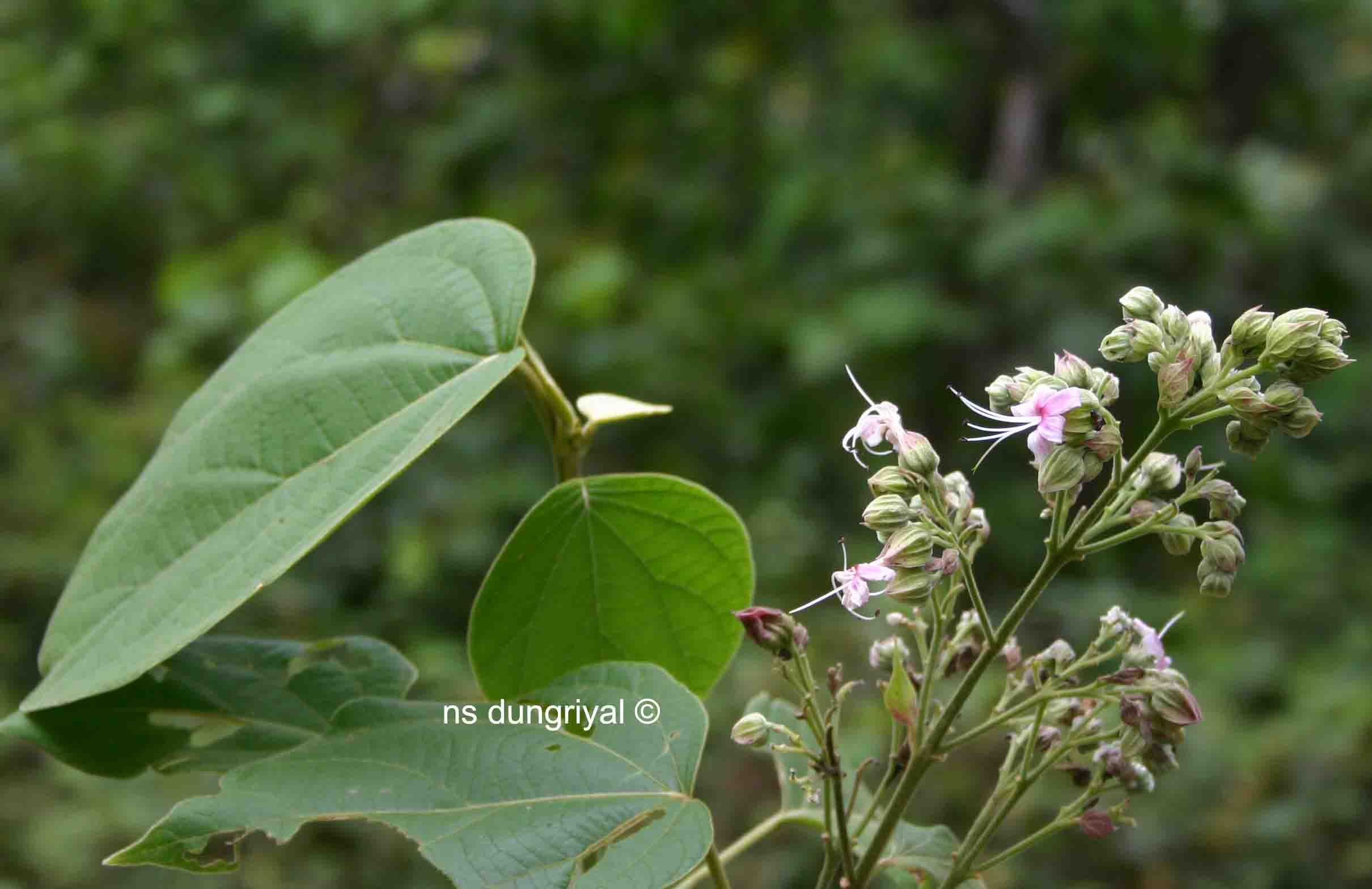 /wp-content/uploads/2020/10/Clerodendrum%20from%20Periyar.jpg