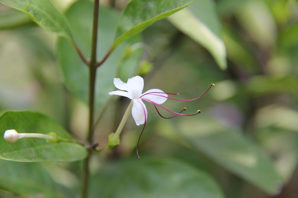 /wp-content/uploads/2020/10/Clerodendrum%20inerme_MNP1.JPG