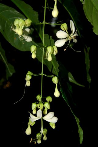 /wp-content/uploads/2020/10/Clerodendrum%20nutans%20002.jpg