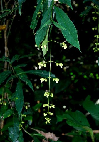 /wp-content/uploads/2020/10/Clerodendrum%20nutans%202.jpg