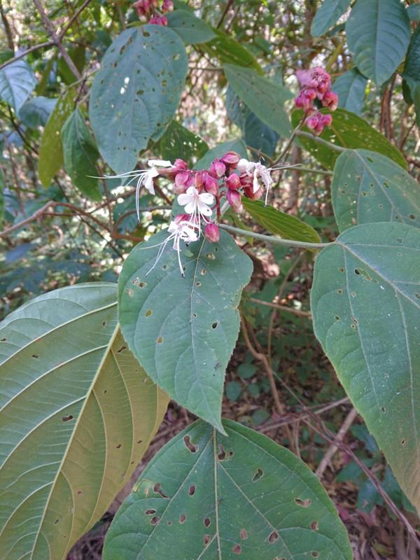 /wp-content/uploads/2020/10/Clerodendrum%20sp..JPG