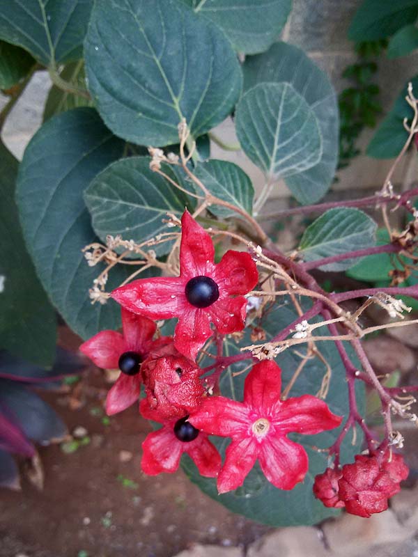 /wp-content/uploads/2020/10/Clerodendrum%20t1-1.jpg