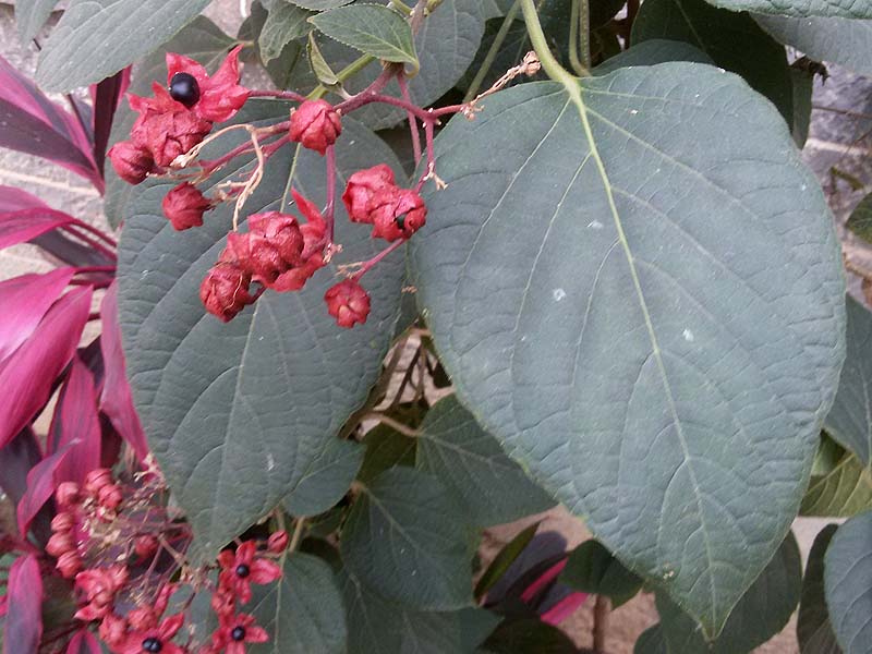 /wp-content/uploads/2020/10/Clerodendrum%20t2.jpg