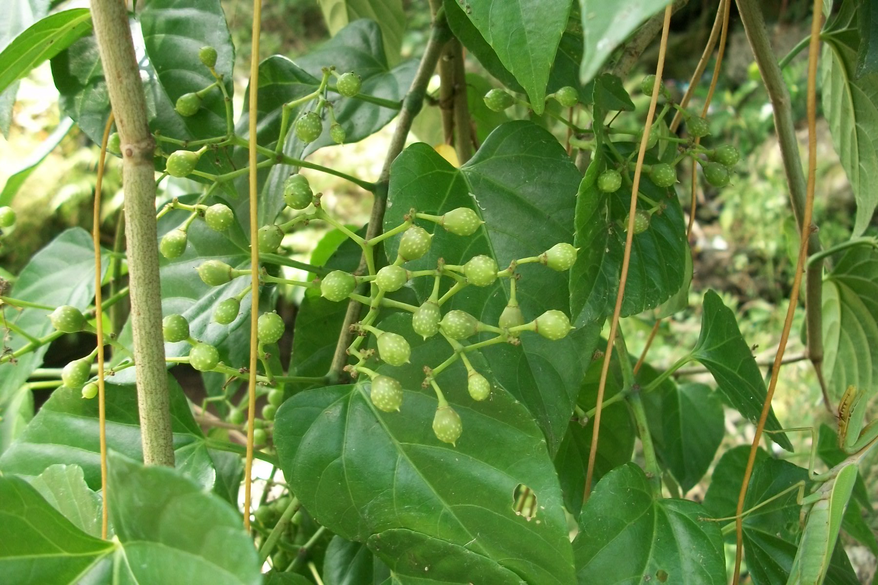 Cissus species- Indonesia – eFlora of India