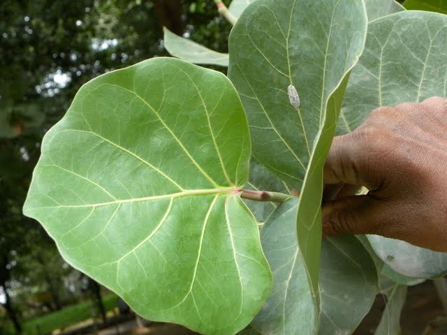 /wp-content/uploads/2020/10/Cocoloba%20uvifera-leaf.jpg