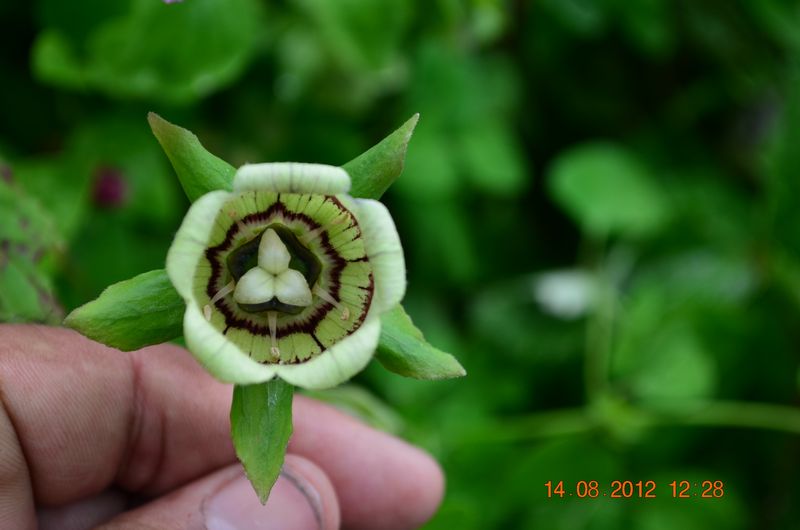 /wp-content/uploads/2020/10/Codonopsis%20rotundifolia%20-2--1.JPG