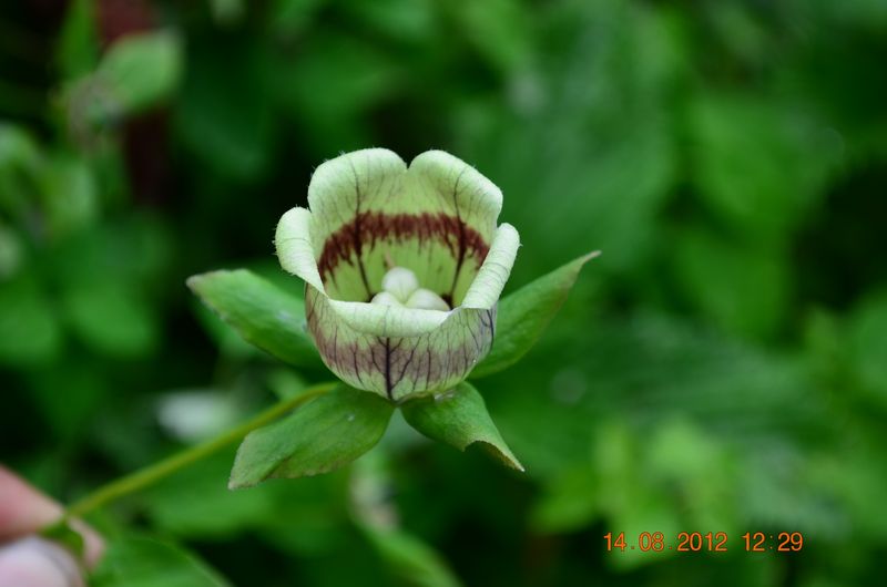 /wp-content/uploads/2020/10/Codonopsis%20rotundifolia%20-4-.JPG