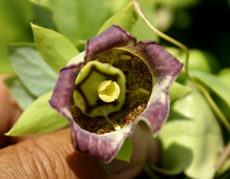 /wp-content/uploads/2020/10/Codonopsis-lanceolata-Herbal%20garden-Kashmir-1.jpg