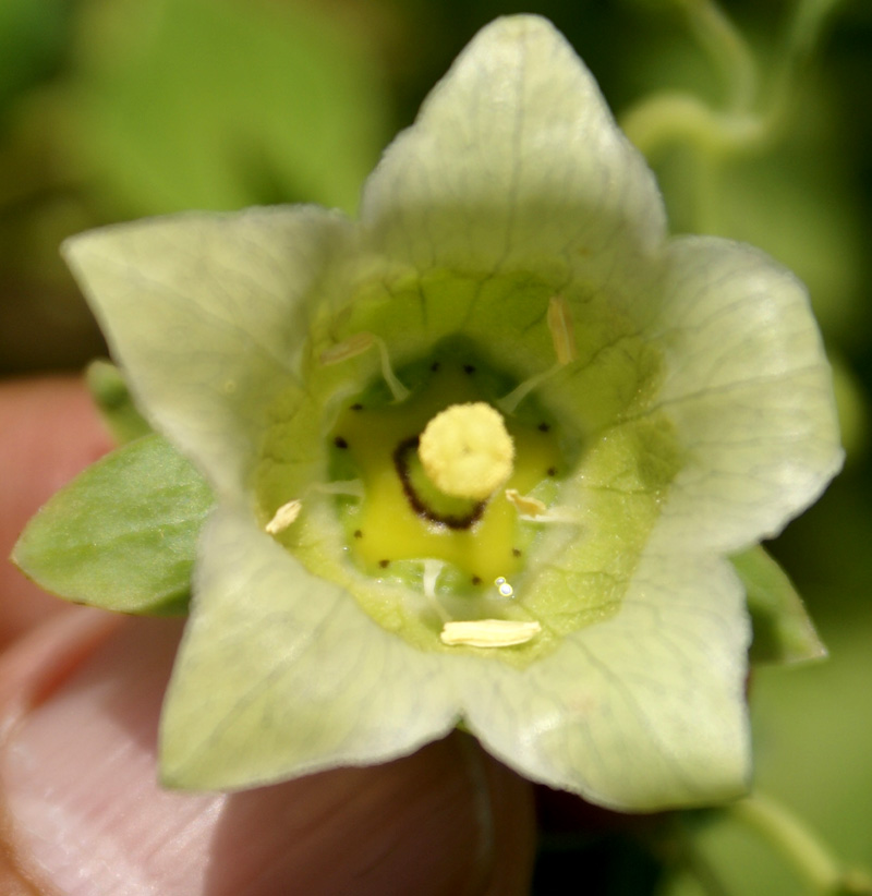 /wp-content/uploads/2020/10/Codonopsis-pilosula-Herbal%20garden-Kashmir-3.jpg