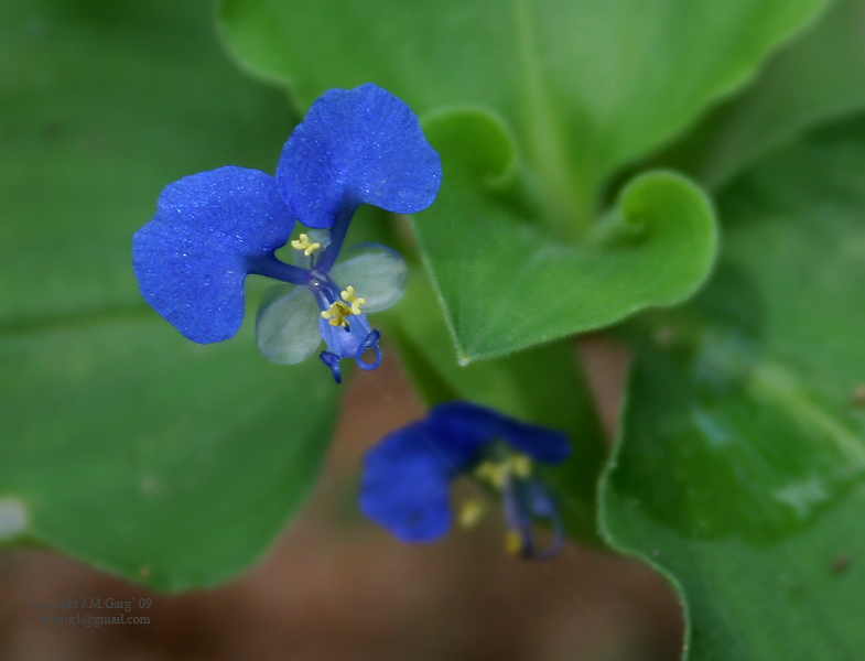/wp-content/uploads/2020/10/Commelina%20benghalensis%20is%20it%20I%20IMG_1549.jpg