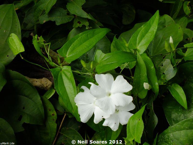 /wp-content/uploads/2020/10/Common%20Forest%20Thunbergia%20%5BT.%20fragrans%5D%202.jpg