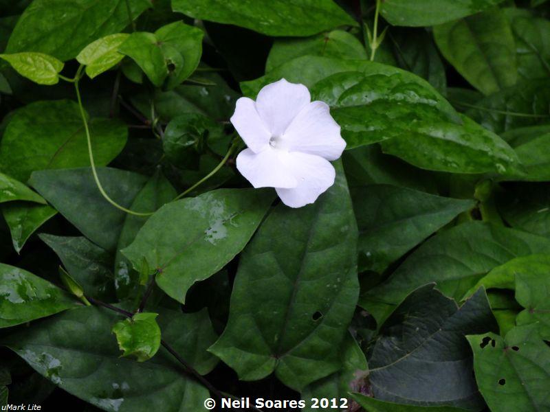 /wp-content/uploads/2020/10/Common%20Forest%20Thunbergia%20%5BT.%20fragrans%5D%203.jpg