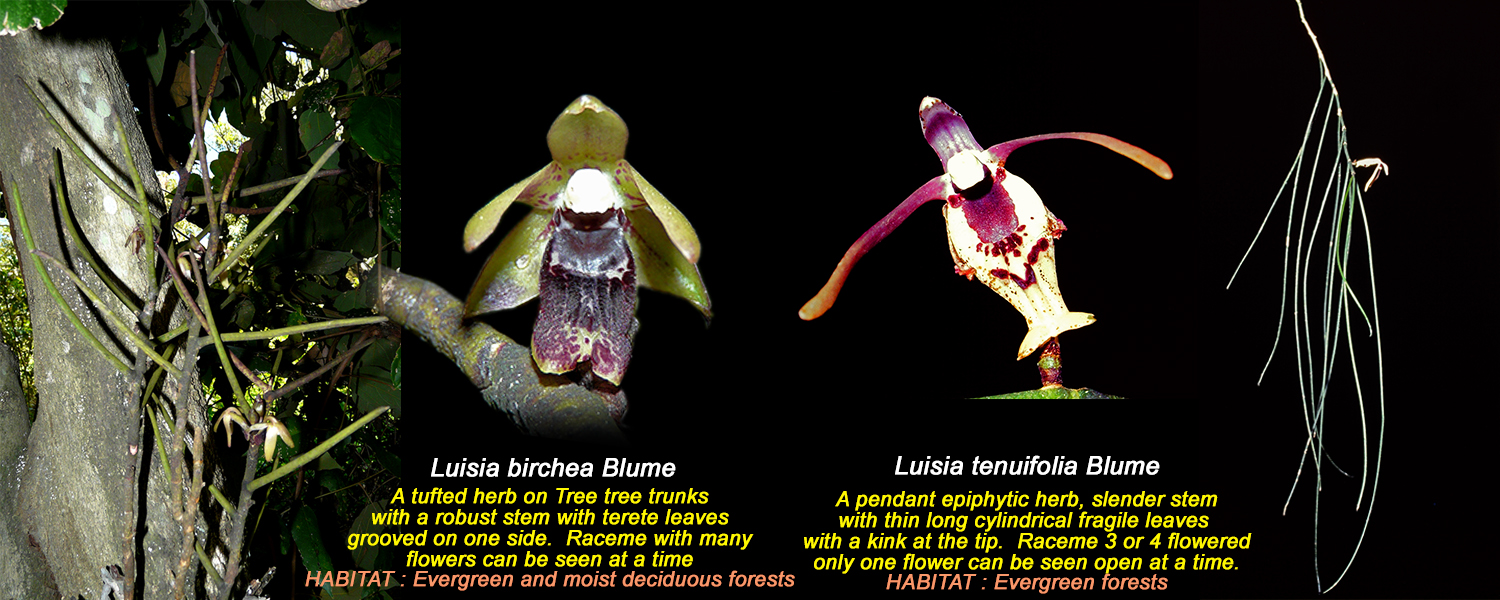 /wp-content/uploads/2020/10/Comparison-tenuifolia-birchea.jpg
