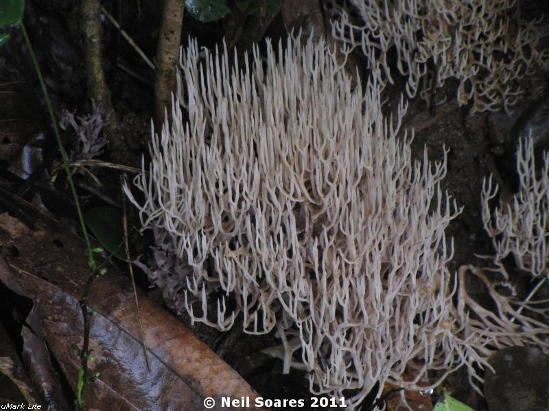 /wp-content/uploads/2020/10/Coral%20fungus%205.jpg