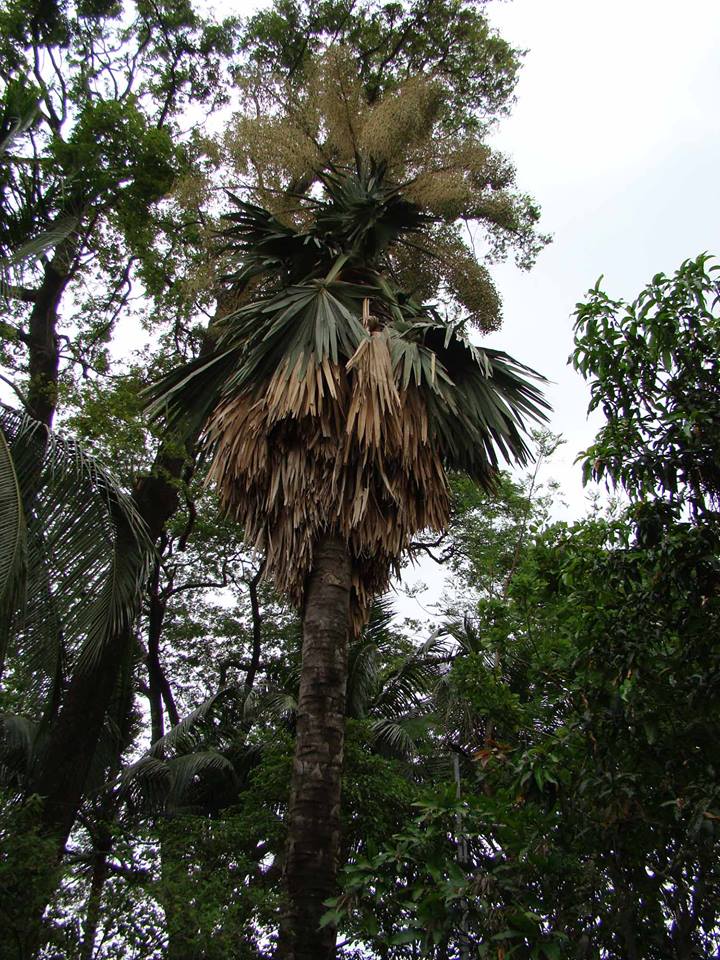 Corypha taliera – eFlora of India