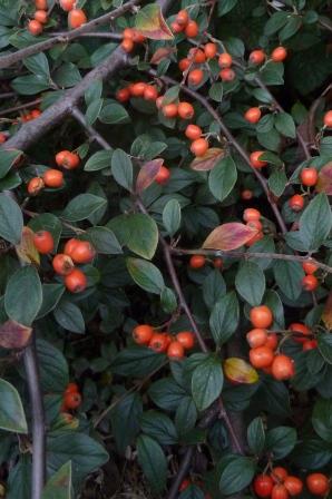 /wp-content/uploads/2020/10/Cotoneaster%20A%20UK%20-Chris%20Chadwell%202016-%20IV.JPG