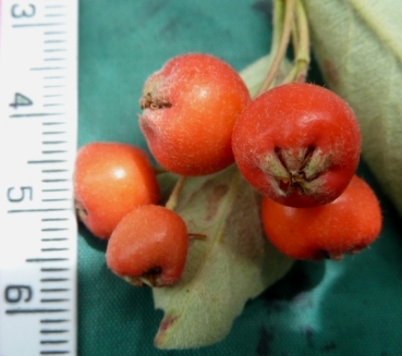/wp-content/uploads/2020/10/Cotoneaster%20humilis%20-Chris%20Chadwell%202012-%20-%20obovoid%20%20fruits.JPG
