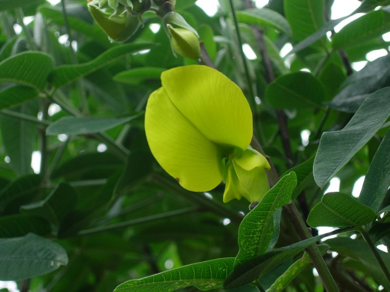 /wp-content/uploads/2020/10/Crotalaria%20laburnifolia-Queensland%20bird-flower-DSCN6827.JPG