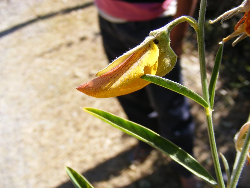 /wp-content/uploads/2020/10/Crotalaria%20sp.%20sml%20-2-.JPG